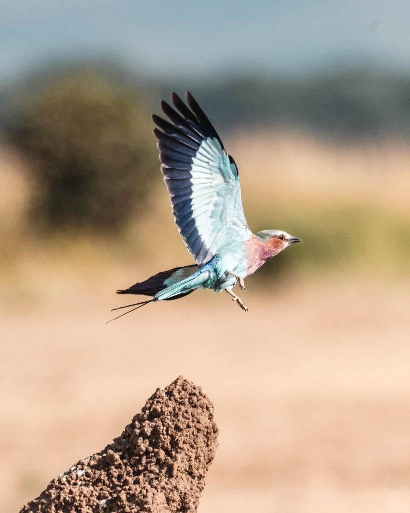 OlliePB x Wilderness-97