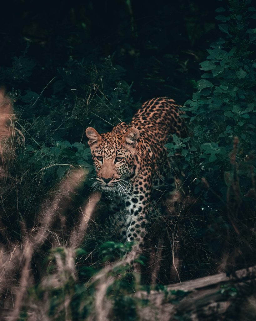 OlliePB x Wilderness-98